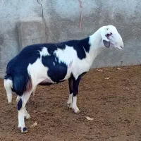 بره قوچ پلنگی خال سیاه و پوست گاوی|حیوانات مزرعه|بروجرد, |دیوار