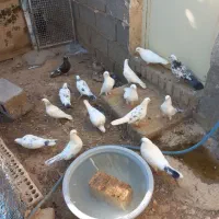 کبوتر