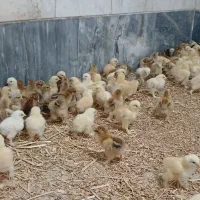جوجه برهما سیزده روزه