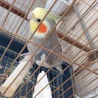 پرنده|پرنده|قم, یزدان‌شهر|دیوار