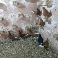 ۷تا ماده دم سفید|پرنده|اسفراین, |دیوار