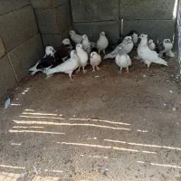 کبوتر