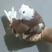 کفتر گرفتنی شازده گلی مهر کاکلی پرشی