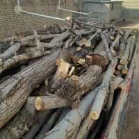 خریدار انواع چوب بید صنوبر گردو باغی و ...