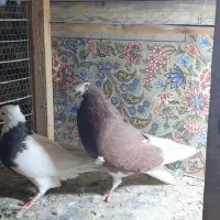 نر شازده|پرنده|قم, هفت تیر|دیوار