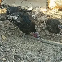 بوقلمون محلی|حیوانات مزرعه|قم, قم نو|دیوار