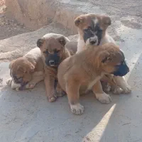 توله سراب عراقی|سگ|باقرشهر, |دیوار