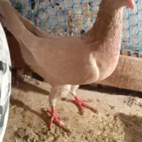 سارکاکلی ماده
