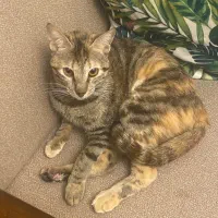 واگذاری گربه