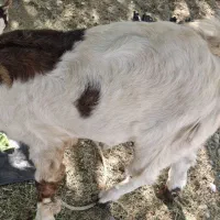 کهره پاکستانی|حیوانات مزرعه|رودخانه, |دیوار