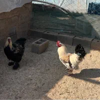 فروش دو خروس برهما اصل|حیوانات مزرعه|یزد, |دیوار