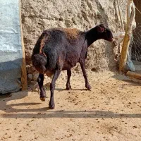 میش غزل افشار لخت