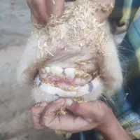 گاو شیری|حیوانات مزرعه|بجنورد, |دیوار