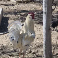 خروس گلین ریشو چهل تاج