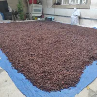 کشمش مویز انجیر ضایعات|خوردنی و آشامیدنی|مرودشت, فاز دوم شهرک فرهنگیان|دیوار