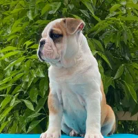 سگ انگلیش بولداگ اصیل نر