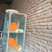 قفس جوجه کشی
