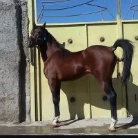 فروش اسب شمشاد