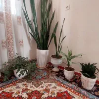گل و گلدان