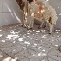 میش زایده سنجابی درجه یک