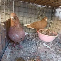 کفتر زرد کرمانی و طوقی و دم سفید کاکلی|پرنده|بیرجند, |دیوار