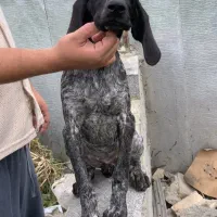 توله سگ شکاری پوینتر آلمانی اصیل ماده