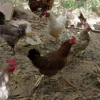 مرغ و خروس محلی