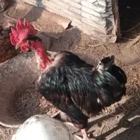 خروس بالغ