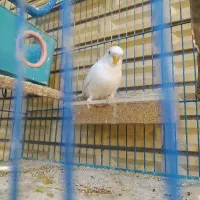 مرغ عشق نر|پرنده|جهرم, |دیوار