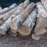 درخت چوب|خدمات باغبانی و درختکاری|تهران, گمرک|دیوار