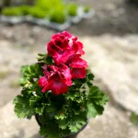 شمعدونی و اژدر با کیفیت