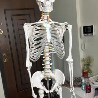 فروش اسکلت اناتومی ۱۸۰ سامتی