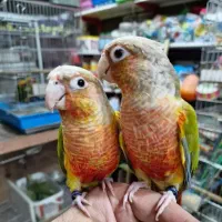 انواع پرنده|پرنده|خرم‌آباد, |دیوار