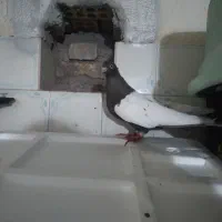 نرو ماده سینه سیاه و قهوه ای درجه یک|پرنده|اندیمشک, |دیوار