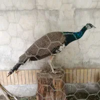 طاووس