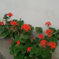 گلهای زیبا|گل و گیاه طبیعی|ماسال, |دیوار