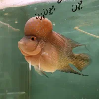 ماهی فلاور هورن تایلندی بیگ هد اکواریوم