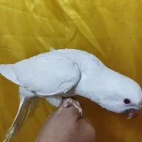 عروس هلندی و راهب پنج ماهه|پرنده|اصفهان, گلستان|دیوار