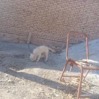 سگ پاکوتاه|سگ|فارسان, |دیوار