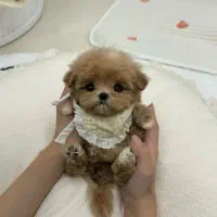 فسقلی های بامزه عروسکی|سگ|کرمانشاه, |دیوار