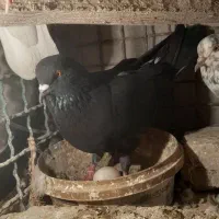 فروش چند طوق کبوتر