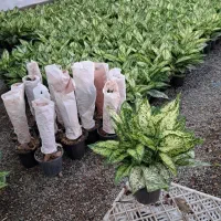 مورت.نخل اریکا