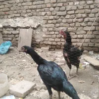 مرغ لاری