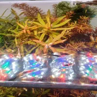 اکواریوم تجهیزات پلنت co2 دفیوزر خاک نور انوبیاس|ماهی|اصفهان, طامه|دیوار