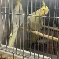 عروس هلندی، مرغ عشق