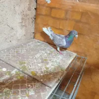 کفتر پلاکی|پرنده|یزد, |دیوار