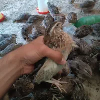 بلدرچین|حیوانات مزرعه|نیمروز, |دیوار