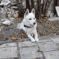 واگذاری میکس سامویید اشپیتز (نر عقیم‌شده)