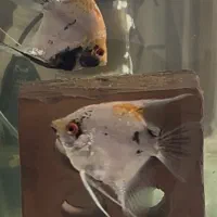 یک جفت ماهی انجل مولد