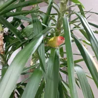 طوطی برزیلی زرنگ|پرنده|قدس, شهر‌قدس|دیوار